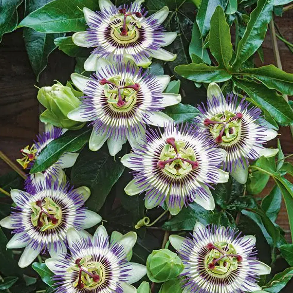 Passiflore bleue botanic®. Le pot de 1,3 litre