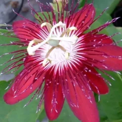 Passiflore Pyramide - Le pot de 25 cm