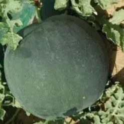 Pasteque Bio. Le pot de 10,5 cm