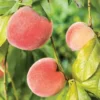 Pecher Amsden Bio. Le pot de 12 litres