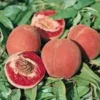 Pecher De Vigne. En racine nue, forme gobelet