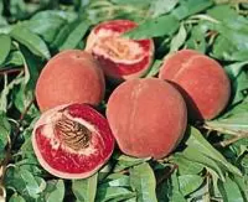 Pecher De Vigne. En racine nue, forme gobelet