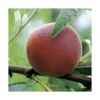 Pecher Redwing. Le pot de 12 litres, forme gobelet
