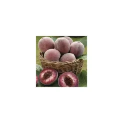 Pecher Sanguine De Savoie. En racine nue, forme gobelet