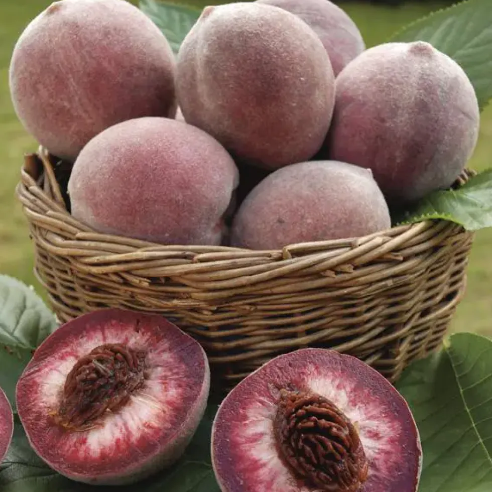 Pecher Sanguine. Le pot de 7,5 litres