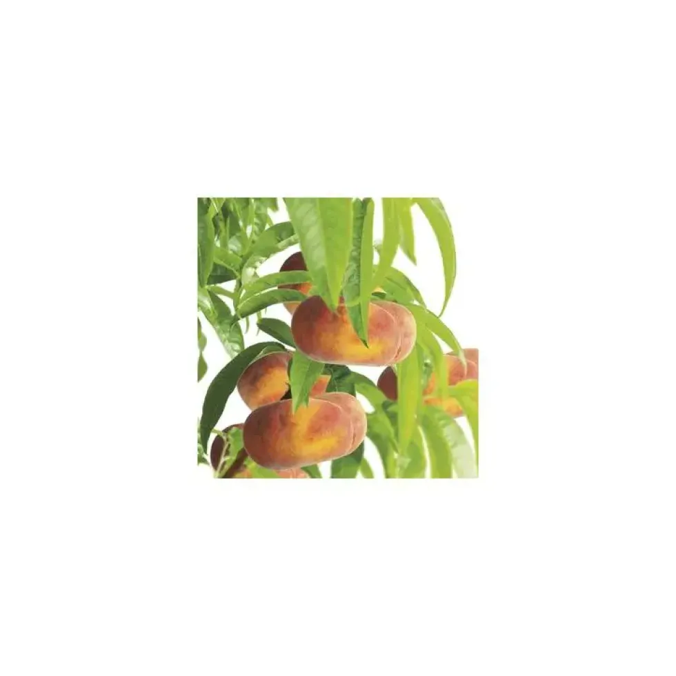 Pecher Saturne ® Bailou. En racine nue, forme 1/2 tige