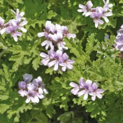 Pelargonium Citronnelle - Le pot de 9 cm