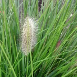 Pennisetum Alopecuroides Hameln - Le bac carré