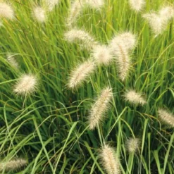 Pennisetum Alopecuroides - Le pot de 9 x 9 cm