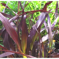 Pennisetum pourpre aux écouvillons - Le pot de 8,5 litres
