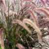 Pennisetum Rubrum - Le pot de 2 litres