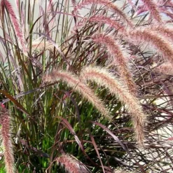 Pennisetum Rubrum - Le pot de 2 litres