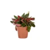 Peperomia Rosso plante baby en pot Ø 6 cm