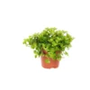 Peperomia rotundifolia. Le pot Ø 12 cm