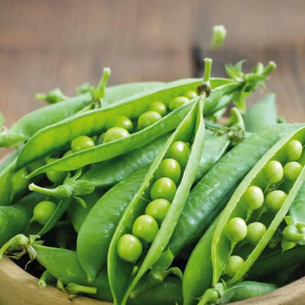 Petit Pois Maestro Bio. La barquette de 3 plants