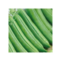 Petit Pois Maestro Bio. La barquette de 3 plants