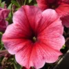 Petunia retombant - Le pot de 25 litres