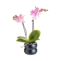 Phalaénopsis 2 branches avec cache-pot en céramique - Ø 7 cm