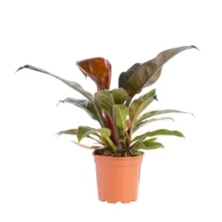 Philodendron Imperial Red pot Ø17xH8 cm