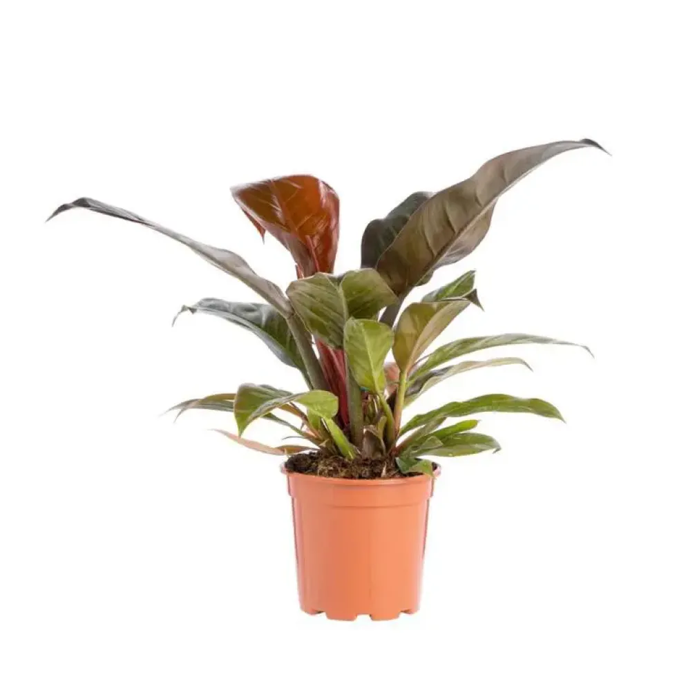 Philodendron Imperial Red pot Ø17xH8 cm