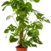 Philodendron Monstera vert. Le pot Ø 19 cm