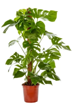 Philodendron Monstera vert. Le pot Ø 19 cm