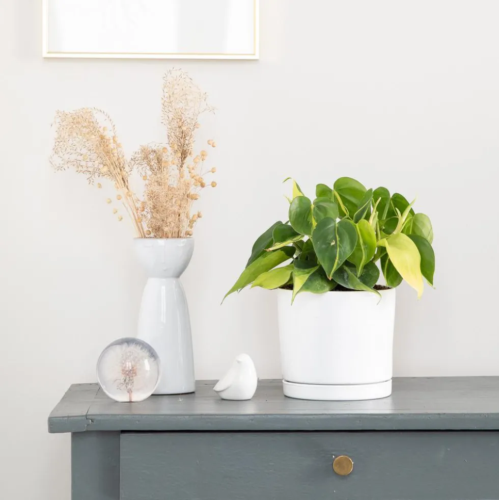 Philodendron scandens Brazil vert en pot blanc émaillé botanic®. Le pot Ø 15 cm
