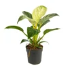 Philodendron White Measure pot Ø11 cm