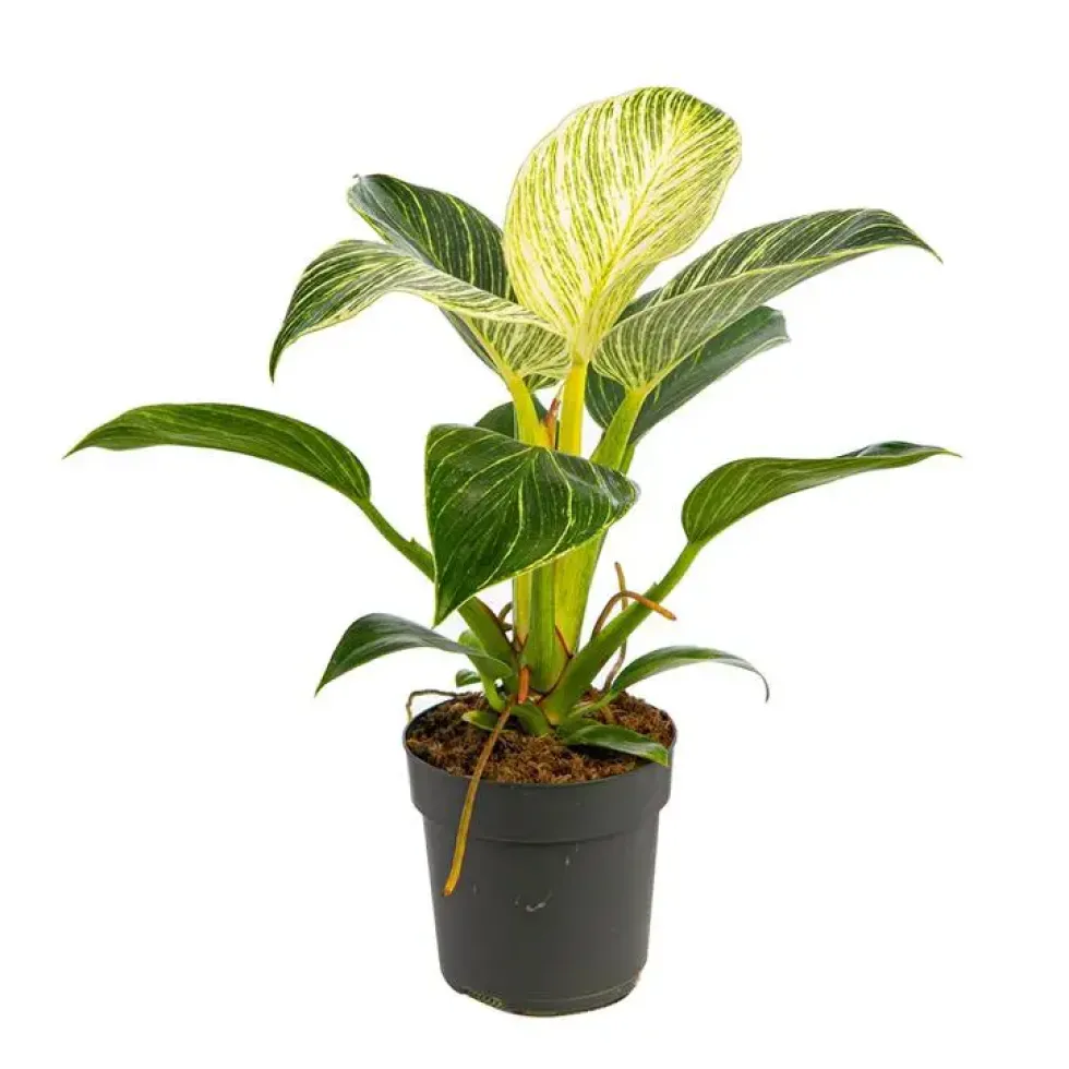 Philodendron White Measure pot Ø11 cm
