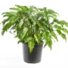 Philodendron Xanadu vert. Le pot Ø 21 cm