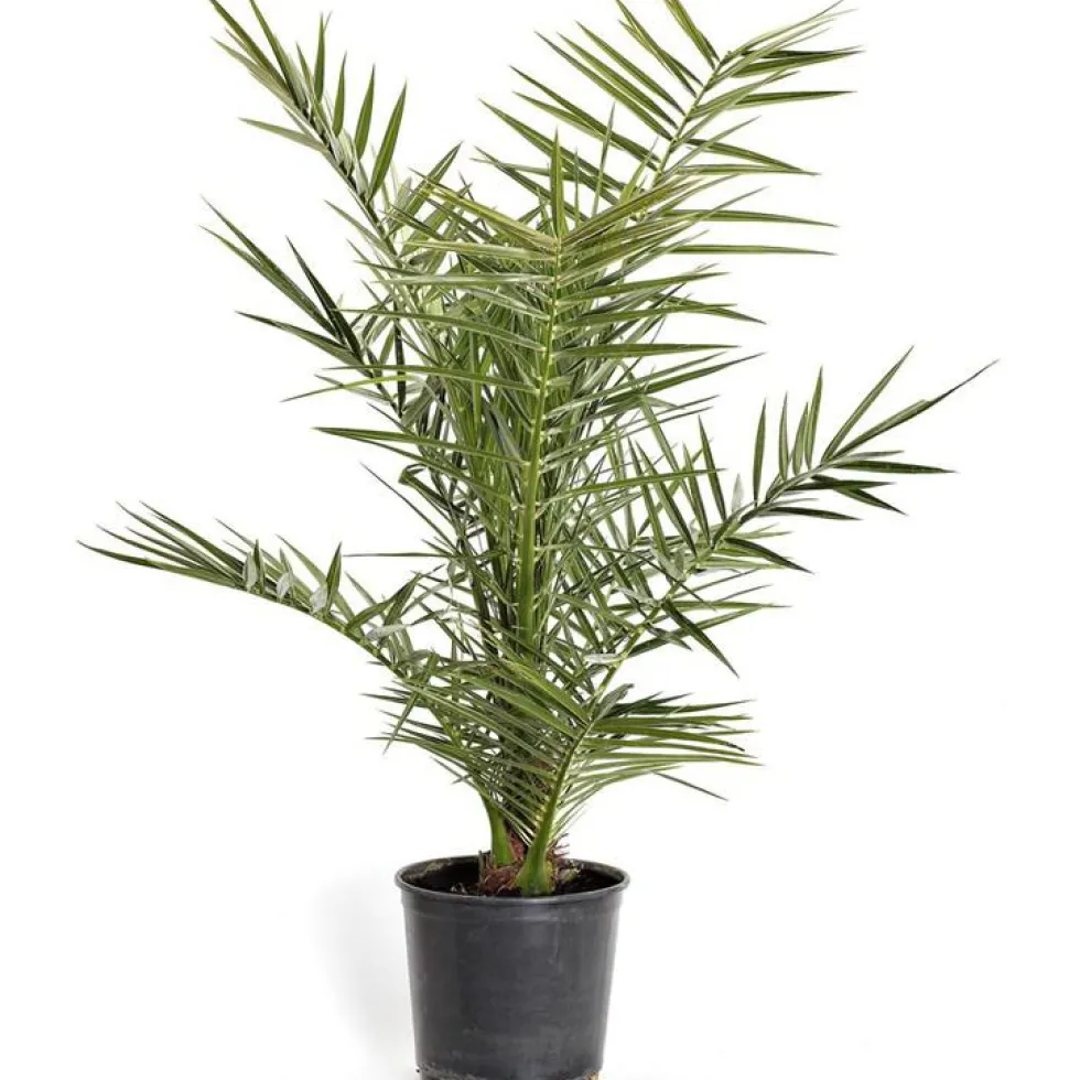 Phoenix Canariensis ou Dattier des Canaries Soleil en pot de 2 L