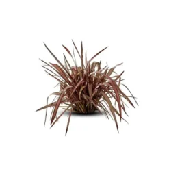 Phormium Tenax Atropurpureum (Lin de Nouvelle Zélande pourpre) XL en pot de 10 L rouge
