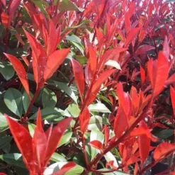 Photinia Fraseri Carré rouge Palissé en pot de 18 L