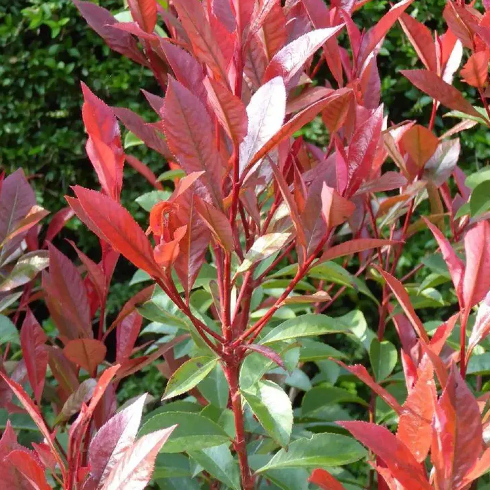 Photinia Fraseri Red Robin 80/100. Le pot de 5 litres