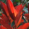 Photinia - Le pot de 1 litre