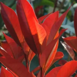 Photinia - Le pot de 1 litre
