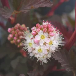 Physocarpe pourpre Lady in red (Bois à sept écorces). Le pot de 3 litres