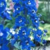 Pieds d'alouette - La barquette de 6 plants