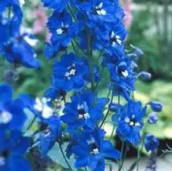 Pieds d'alouette - La barquette de 6 plants