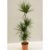 4 pieds de dracaena marginata en pot Ø 27 cm