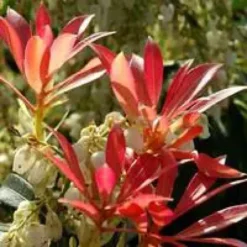 Pieris Japonica – Pot de 2L
