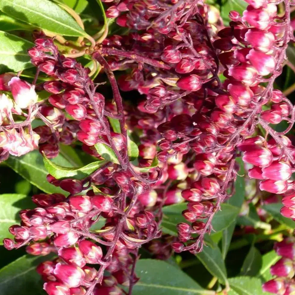 Pieris Japonica Varié – Pot de 15L
