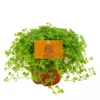 Pilea depressa – Pot de Ø12 cm