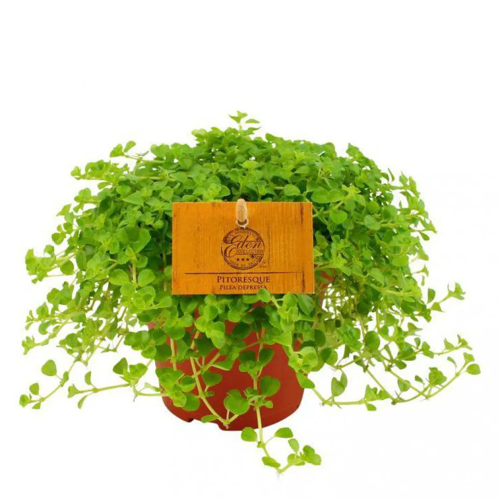 Pilea depressa – Pot de Ø12 cm