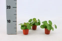 Pilea Peperomioides. Le pot de Ø 6 cm