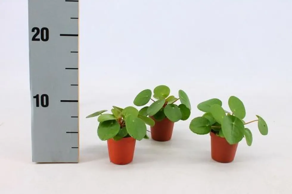 Pilea Peperomioides. Le pot de Ø 6 cm