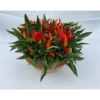 Piment décoratif - La coupe terre cuite
