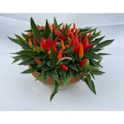 Piment décoratif - La coupe terre cuite