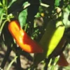 Piment Doux Des Landes Bio. Le pot de 10,5 cm