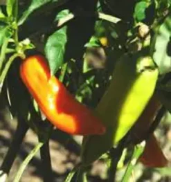 Piment Doux Des Landes Bio. Le pot de 10,5 cm